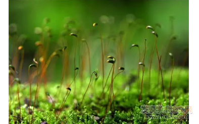 植物園藝師